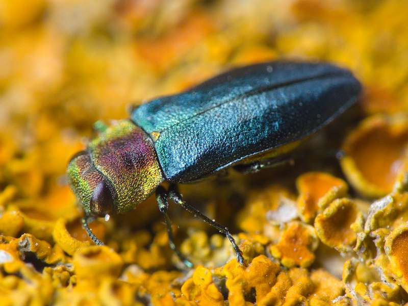 Anthaxia tuerki Ganglbauer, 1886